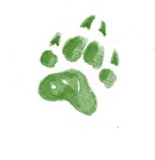 wolfspfote